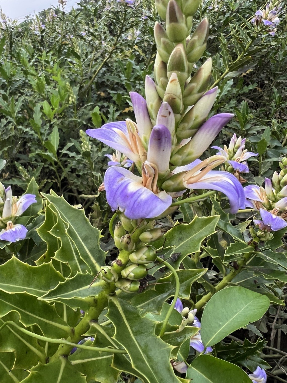 Purple flower and spiny leaves of Acanthus ilicifolius
