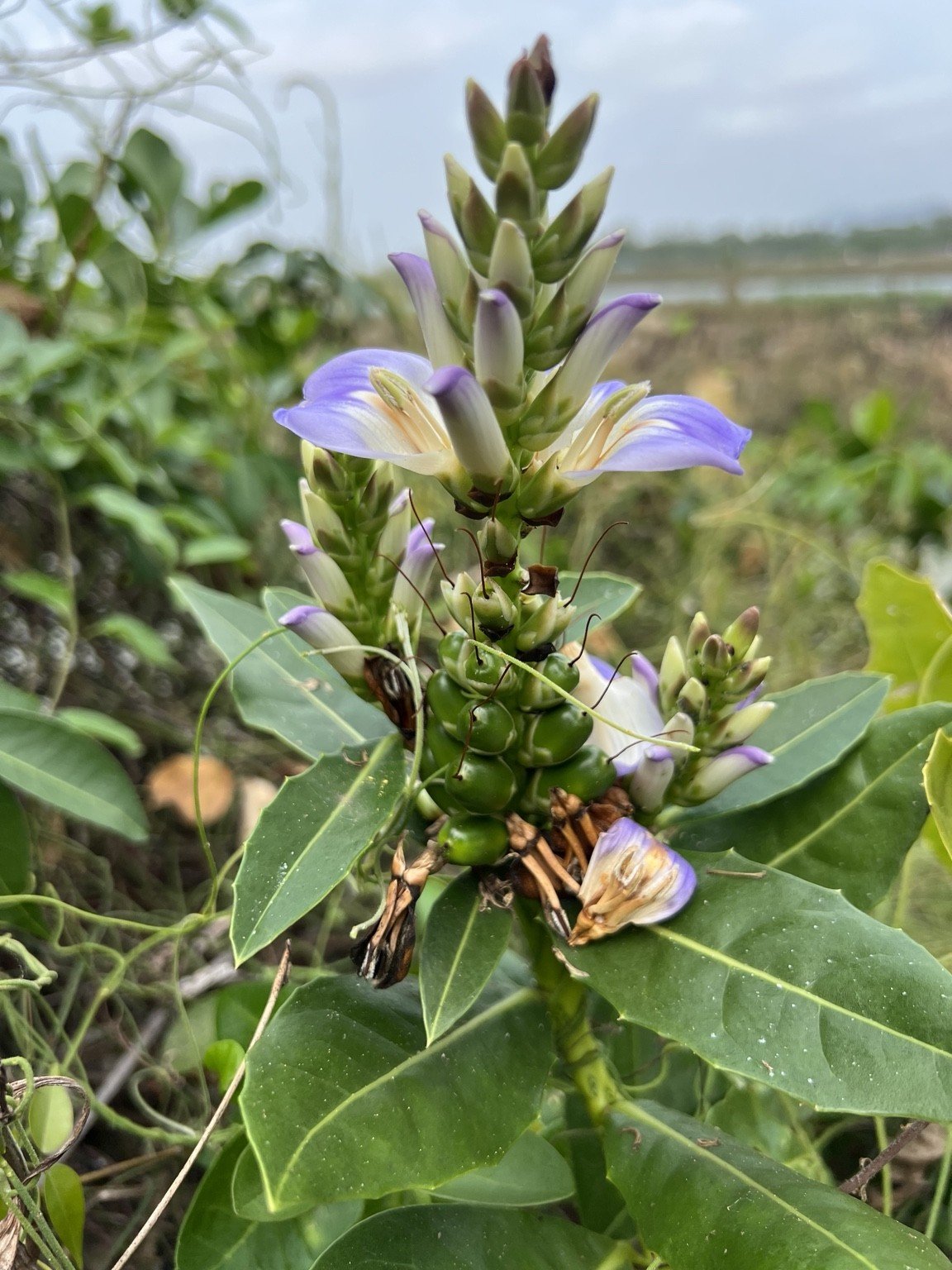 Acanthus ilicifolius flowers and developing fruit