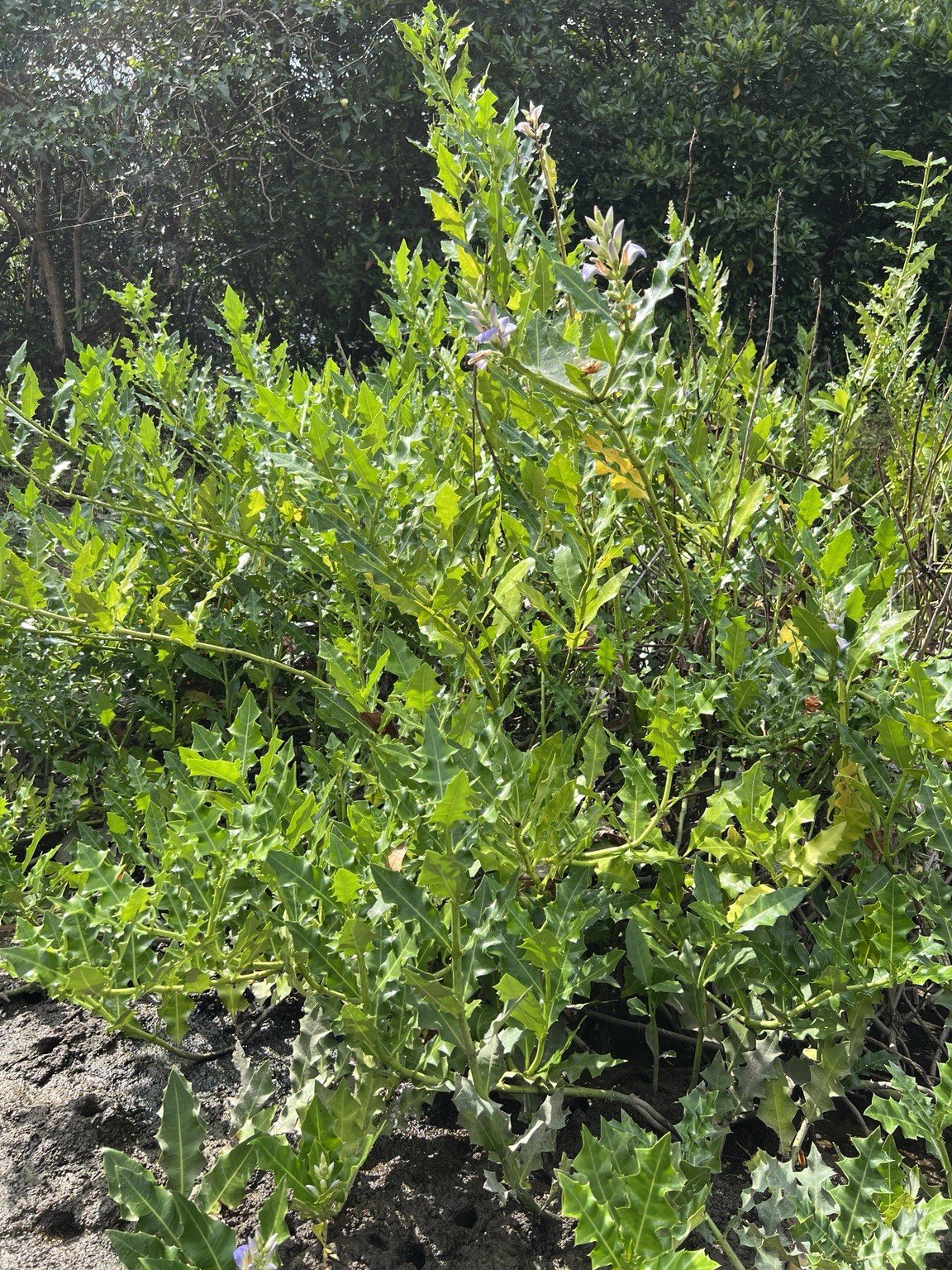 Whole Acanthus ilicifolius plant habit