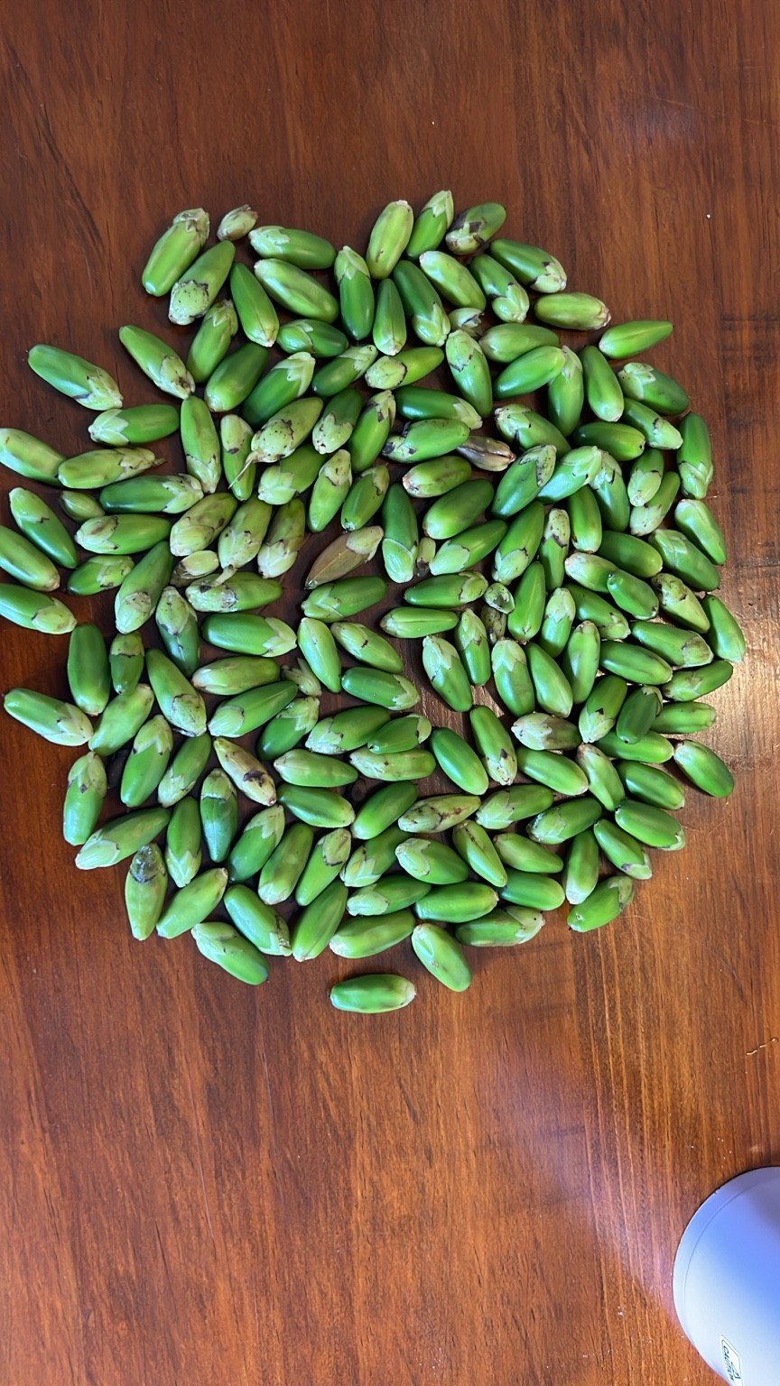 Freshly collected green Acanthus ilicifolius seeds