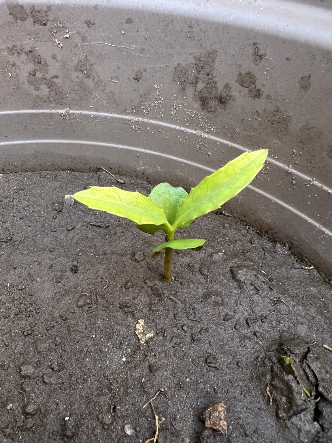 Early seedling stage