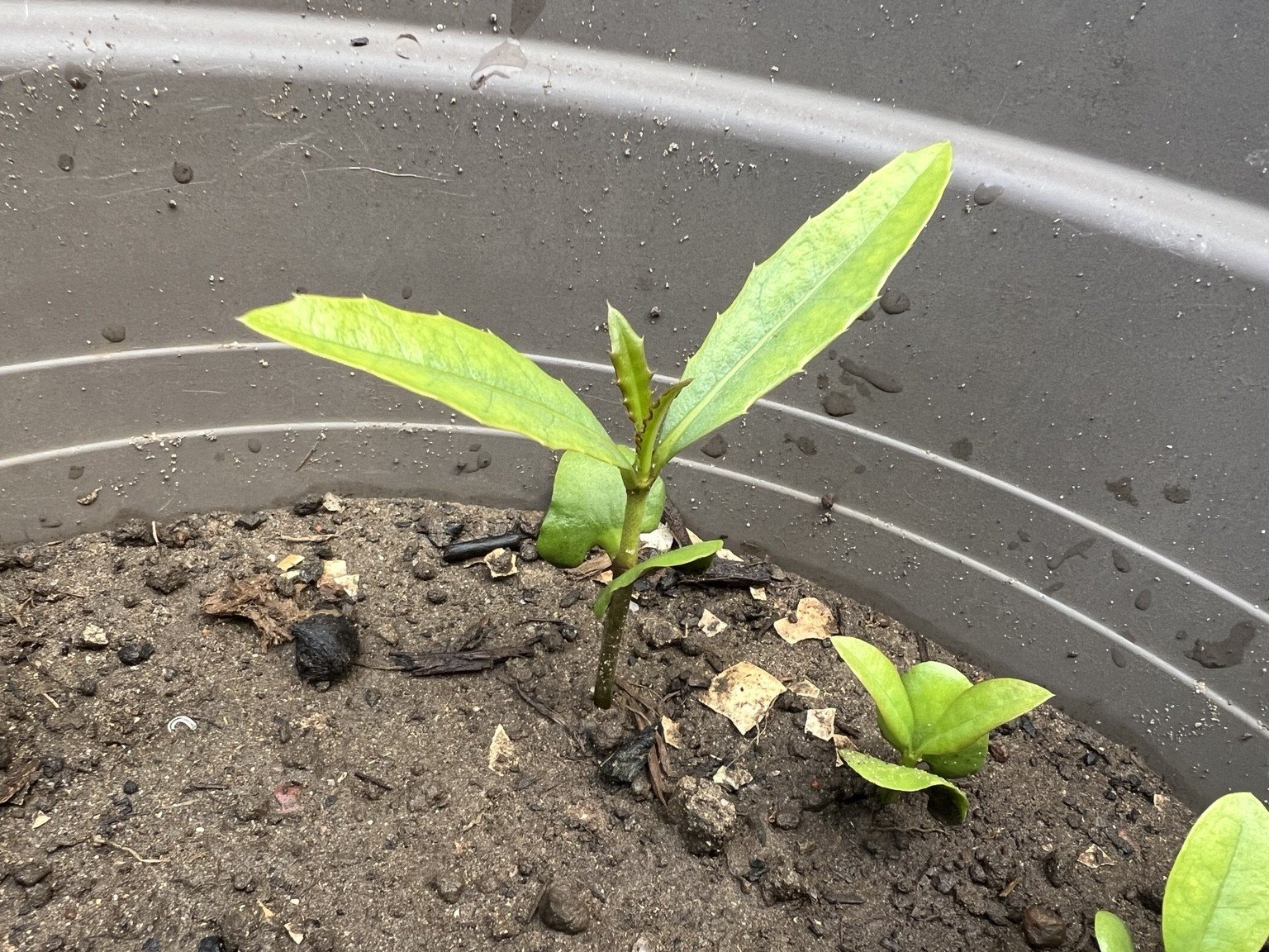 Acanthus ilicifolius juvenile seedling