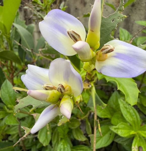 sea-holly-flower Australian Acanthus Ilicifolius Research Centre